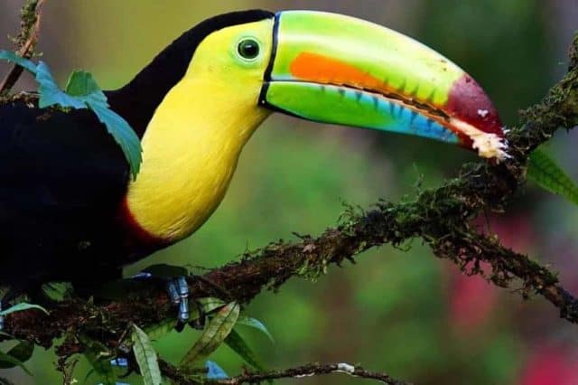 Naked Divorce Costa Rica