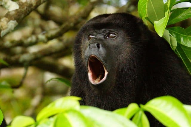 Naked Divorce Costa Rica